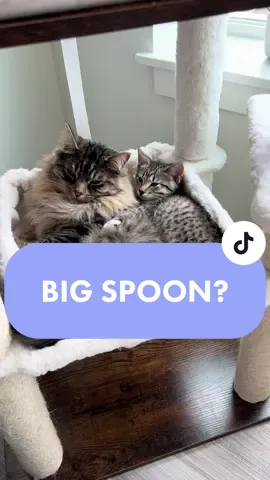 My older cat thinks he’s a baby #catlover #catsoftiktok #cats #kittensoftiktok #kittens #kitty 