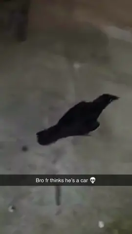 #crows #birdsoftiktok #funny #meme #funnyvideos 