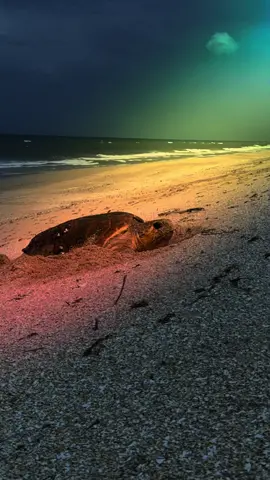 Unbelievable visit from this mama Loggerhead sea turtle! She just appeared out of the sea to lay her eggs next to us. This was a very rare occurance-these turtles typically lay eggs at night. These amazing turtles are known to live over 150 years. This was a true gift! #natinalgeographic #canveralnationalseashore #florida #actordayoff #loggerheadturtle #seaturtle 