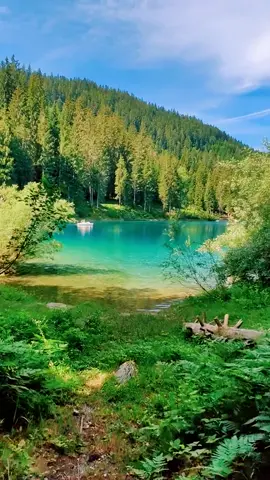 #göl #meşə #təbiət #mənzərə #cənnət #məkan #gözəllik #naturevideo #beautyfull #fyp