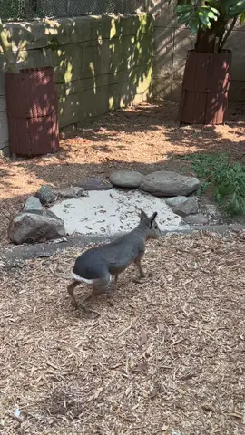 Our new Patagonian mara, Bonita and Bettina, are having a hopping good time in their new home! #akronzoo #patagonianmara #zoo #akron