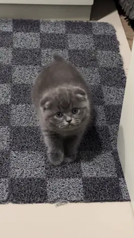 My minion 😍🤣🥰😘❤️ #cat #kucing #scottish #scottishfold #gato #cute #Love #greycat #grey #abu 
