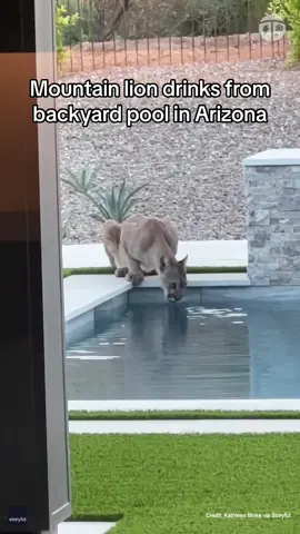 A thirsty mountain lion maneuvered around rebar fencing to get a drink from a backyard pool in Scottsdale, Arizona, on June 20. #mountain #lion #animal #nature #az #knowbefore #Summer #weather #wx #fy #fyp #foryou