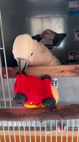 Barney and his Ladybug Car 🚗🧡 #westcoastbarney #barneythewestcoastcockatoo #ladybug #car #fun #cave #toys #leapfrog #musical #lights #kidstoy #wheeeeee #happy #barney #moluccan #cockatoo #parrot #bird 