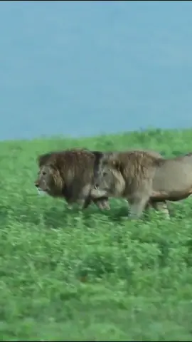 This Hardly needs a Caption.Two Lions Walking like the KINGS 👑 they are::::::-_____>^^<_____-::::#lionlover❤️ #lionlovers  #hungr #hungergames #lion #lions #kinglion #lionsking #lionkingsandqueens🦁👑 #tiger #tigerking #tigerhunt #hunting #lion #lions #lionslover #liongate #liongateportal #lionsgate #lionsoftiktok #viraltiktok #viralvideo #viral #foryou #turkey #turk #china #usa_tiktok #usa #man #manchesterunited #londonlionsbasketball #manchesterunited #londonlion #londontown #londontiktok #londonlife #dubai #dubai_dxb_uae #abudahbi #qatar #qatar🇶🇦 #saudi #kuwait #bahrain🇧🇭 #oman🇴🇲 #tigerlover #tigerking #foryoupage #foryourpage #foryoupageofficiall #arsalan #arsalannoori07 #alpha #asad #alasad #ali #kahbib #kahalid #kahlid #iamking #viraltiktok #viral #viralvideo#china #usa🇺🇸 #ukraine🇺🇦 #russia🇷🇺 #dubai #dubai🇦🇪 #uae #uae🇦🇪 #leopard #amur #cheetahs #Dubai #malaysia #singapore #singaporetiktok #KL #lionelmessi #lioness #lionelmessi10 #foryou #foryourpage #azarbaijan #kazakhstan #savenature_savelife_🌱🌿 #savewater #saveanimals #savelions