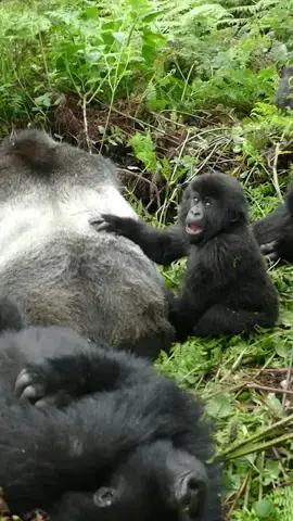 Resting isn't always easy when there are infants in the group! 😅 Here, you can see silverback Gicurasi resting... or trying to rest 😂 while infant Ubusugire is attempting to wake him up for playtime!