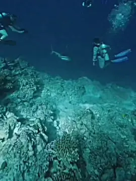 Part 2 | shark Fake attack #sharkattack #🦈 