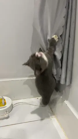 Mọi sai lầm đều phải trả giá #meow #xuhuongtiktok #pet 