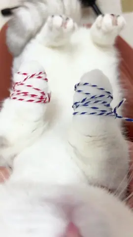 #cat #cute #fyp  