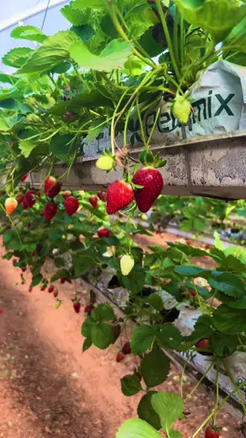 Nakakamiss naman tong lugar na to. 😍 Ang sarap mamitas ng strawberries.. unli picking and pwede ring tumambay sa park sa loob para doon manginain. 🍓🍓🍓  #strawberry #strawberryfarm #israel #travelisrael 