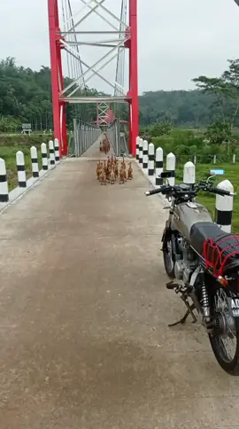 gek ngelatih PBB (persatuan bebek berbaris) #salatiga24jam #jowoquotes #dagelan 