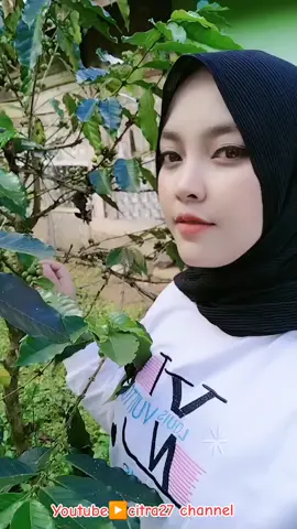 lagi panen kopi