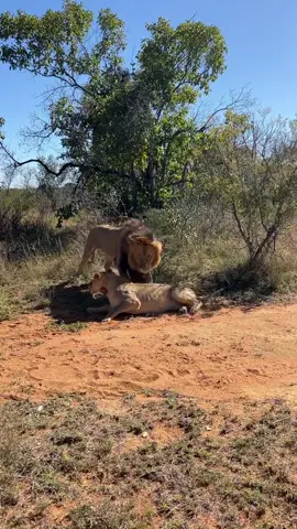 Kids close your eyes!🙈😂. Found these two lovely lions whilst doing a bit of freelance work in yhe waterberg! On average copulation (mating) last for about 8 - 12 seconds. The king of the jungle will perform this act anywhere from 5 - 60 times a day…. Imagine that kind of stamina!😂🙌 #lions #lion #gamerangergabe #thedeed #funny #funnywildlife #wildlife #nature #naturelovers #bigcats 
