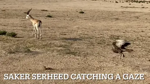 I taught serheed ( saker falcon ) to go in fight with a full grown adult male gazal with long and big horns  👉🏽 see all that in my youtube channel  , link is in the bio  #تدريب_الصقور #تدريب_الجيرات #تدريب_الطيور #تدريب_الجوارح #كيف_تدرب_الصقور_الطيور #تعليم_تدريب_الصقر_على_الحبارة #تعليم_تدريب_الطير_الصقر_على_الرومي_الوزة_الرقطا_الفزن_الأرنب_الكروان_الصوت_الدمية #تعليم_الأحفاد_الصقارة #تعليم_الأبناء_الصقارة #تعلم_الصقارة #كيف_أبدأ_الصقارة #تربيب_الصقر #تربيب_الطير #تدريب_الصقور_الطلع #تعليم_الطيور_الطلع #تعليم_الصقور_الطيران #تعليم_الطيور_الطيران #كيف_أتعلم_الصقارة #الڤيتامينات_والمكملات_الغذائية_للصقور #صيد_الغزال_بالصقور