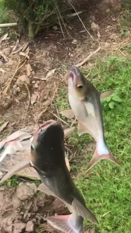 Vô Ổ Cá Tra Dính Lần 2 Con Quá Đã #xuhuong #câucá #fishing #caucamientay 