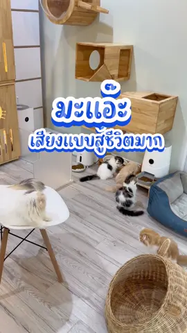 คาถาเรียกน้องแมว #มะแอ๊ะ แบบสู้ชีวิต #สวนสัตว์tiktok #ทาสแมว #แมวงอก #maah 