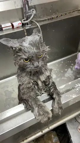 #cute #cat #fyp  