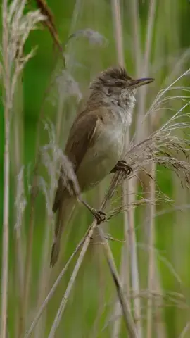 The great reed warbler (Acrocephalus arundinaceus) defending its territory with the soundest voice around. Recorded with Lumix S5 + Sigma 150-600 mm f/5-6.3 #birds #bird #birdsoftiktok  #birdswatcher #birdsphotography #nature #birdssinging #birdsounds  #fyp #fypシ #fy  #nature #naturephoto #wildlife #birdsongnds #forest #spring #birdsong #warbler #birdsoftiktok🦜 #birdslove #birdslife #lumix #sigmalens #lumixs5