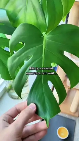 SUCH A BIG BOY OMG 😳  #MONSTERA #monsterathaiconstellation #PlantTok #HouseplantLove #IndoorJungle #PlantsOfTikTok #PlantParenthood #PlantLover #PlantObsessed #GreenThumb #PlantAddict #PlantLife #LeafyGoodness #PlantDecor #PlantGoals #PlantTips #PlantCommunity #PlantHacks #PlantInspiration #PlantVibes #UrbanJungle #PlantTrends