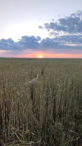 #любимаясобака❤️  #україна🇺🇦 #рек#топ