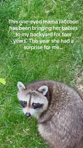 #raccoon #raccoonsoftiktok #raccoons #raccoontok #fyp #trending #foryoupage #albino #babyanimals #ohio 