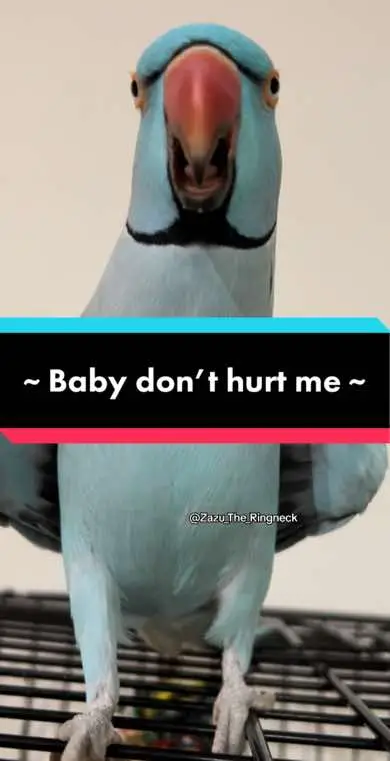 ~ baby don’t hurt me, no more ~ 🐦😇💙 #tiktokaustralia #tiktok #trending #zazu #indianringneck #cute #Love #nature #vibes #chill #sweet #PetsOfTikTok #pet #animals #birds #funny #meme #blue #bluechicken #aww #beautiful #whatislove #babydonthurtme #funny #meme 