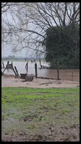 Bueno mis chiquillos aquí estamos dándolo todo por mis animalitos, gracias a dios pudimos salvar a los regalones #campo #rinconadadecato #chillan #regiondelñuble #agricultura  #lluvia #temporal #riocato #rioñuble  #fuerzaamigos #extrañandoamishijos 