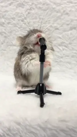 🤣🤣🤣🤣🤣🤣 #foryoupage #hamsters #funnyvideos #fypシ #mouse #lustig #funny #tiktok #hamstersong #hamstersoftiktok 