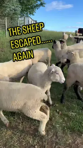 #sheep #sheepfarm #sheepfarmer 