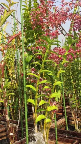 Jangan lupa setiap pagi disiram ya guys . #kritingan #anggrekkoleksi #bungaanggrek #jualanggrek #orchid 