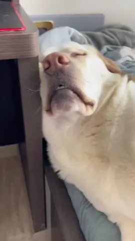 say hi to my teeth😪#puppy #cute #puppylove #dog #cutedog #funny #labradorpuppy #funnyvideos #happy #Love #teeth 
