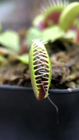 Venus Flytrap mencerna mangsanya menggunakan asam & enzim selama 7 - 10 hari, kemudian membuka kembali dan siap untuk mangsa berikutnya!  #venusflytrap #carnivorousplant #dionaeamuscipula #tanamanpemakanserangga #tanamankarnivora #drosera #nepenthes #pitcherplant #sarracenia #heliamphora #plants #plantsoftiktok #fyp 