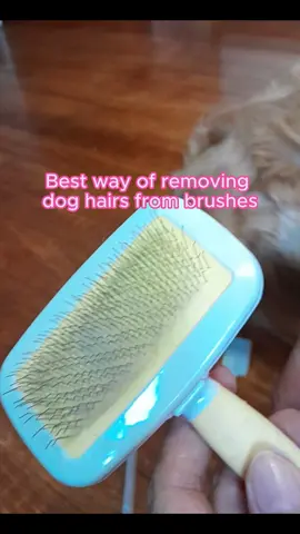 Best ways of removing dog hairs from brushes #fyp #dachshund #doggroomingtips #dogbrushesforshedding #dogbrushesforgrooming