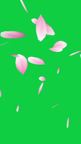 Flower petal green background #flower #flowers #fondvert #videoviral #green #greenscreen #overlays #lebiniou #greenscreenvideo #greenviral