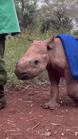 Baby Raha enjoying a walk in the forest with Keeper Sammy might seem innocuous, but it’s a truly incredible sight. We rescued Raha last year, after Ol Pejeta rangers discovered her orphaned and alone. She had serious injuries to her rear-end too, likely caused by jackals attacking her - she survived, but they got her tail. For months her condition was touch and go, however, she’s a survivor, and we were also never going to give up on her. Our little tortoise, as she’s affectionately known, operates at her own pace as she bumbles around the Nairobi Nursery.  You can read her full story, support her care, & enjoy monthly updates on her progress, by adopting Raha on our website sheldrickwildlifetrust.org (link in bio) #rhino #animals #animalrescue #sheldricktrust #nature #wildlife #kenya #sheldrickwildlifetrust #conservation #blackrhino #babyrhino #babyanimals #tortoise 