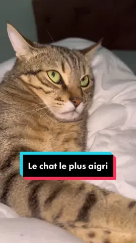 C’est sur et certain y’en a pas deux comme lui ! 🤣🤣🤣 #nospetitschats #chat #kittycat #viral #sirayah6 #catsoftiktok 