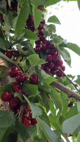 Hafta sonu olunca, Kiraz bahçesi en güzel seçenek olur🍒 #kiraz #cherry #kirschen #kırmızırenk #meyvebahçesi #kadrajımdan #morsandıktakiyazılar #doğa #nature #andakalmak 