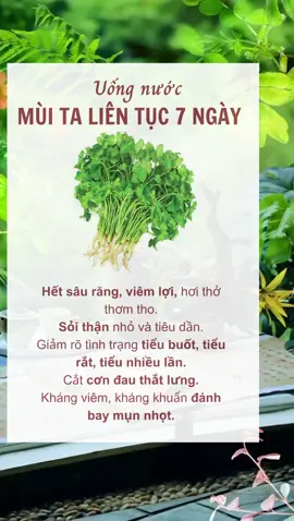 uống nước MÙI TA liên tục 7 ngày sẽ ra sao? #thuocnamsuckhoe #baithuochay #baithuocdangian #suckhoechomoinguoi #meohay #meodangian