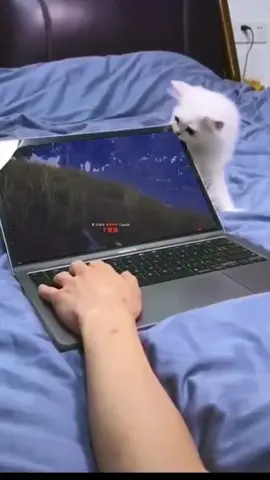 Naughty Cat Damages Laptop Screen - Funny Cat Videos 🐾#cats #catsvideo #cat #cutecat #funnycats  #funnyvideos #kittylove  #catlover
