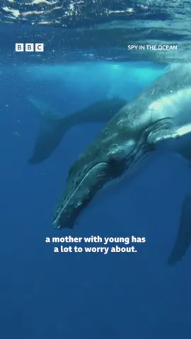 The incredible resilience of a mother humpback whale. #SpyInTheOcean #iPlayer Spy in the Ocean is available on iPlayer in the UK and will be available on PBS in the US from October.
