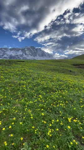 Monsoon season and wildflowers. Feel free to contact us,if you are planning to visit kori,kapuche and sikles. #sikles #siklesguesthouse #kori #nature #wildflowers #explorenepal #beautyofnepal 