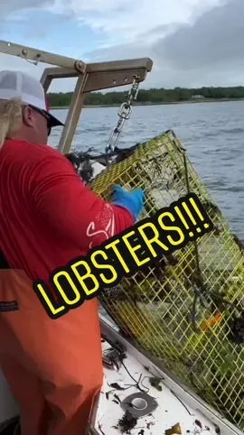 What a great time fishing with @fvsugardaddy!!! I was definitely out my element but learned a lot!!! Thanks to Gino’s Chowder House for the great hospitality!!! #lobster #Maine #lobstertails #lobsterfiahing #fvsugardaddy #louisiana #cajun #steamedlobster #crawfish #cajuntwostepfest #cajun #louisiana #fyp 