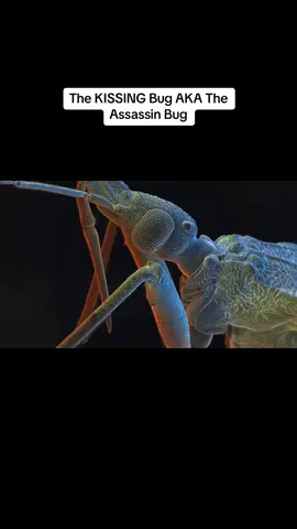 The Kissing Bug AKA The Assassin Bug #kissingbug #kissingbugs #assassinbug #assassinbugs #parasite 