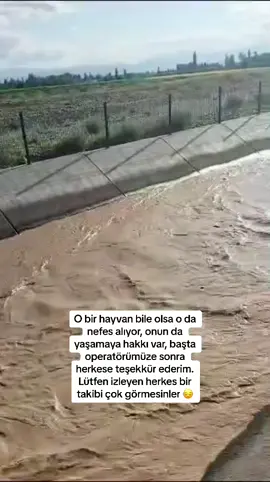 #kurtarmaoperasyonu #kanaldaboğulma #iyilikkazanacak  @🦅🕸🆁🅰🅼🅰🆉🅰🅽 🕸🦅 Kardeşim başta operatör ve sana çok teşekkürlerimi iletiyorum. İkinizin sayesinde o hayvan şuan yaşıyor ❤️❤️❤️