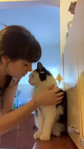 unos besos #fyp #foryou #gatos 