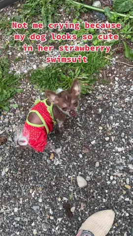🍓You’ll catch my chihuahua poolside sipping a fruity drink all summer 🍓 #dogtok #chihuahuastiktok #hairlessdogsoftiktok #hairlesschihuahua #blowthisup #dogvideos #chihuahuas #dogs #dogsinclothes #dogfashion 
