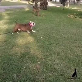 Olivia Virgoliniiiiiiii 🐕💨💨💨 #kuchau #francescovirgolini #perrofeliz #olivia #meme #reels #viral #fiummmmmm #fiuuuummm #perroveloz #munaydog #perrosfelices #happydogs #LaMolina #paseodeperros 