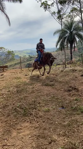 Quando a egua fica muito tempo parada #cavalo #cavalopulando #egua #rodeio #country 