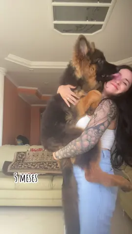 Crescimento do mocinho (1 - 6 meses) #germanshepherd #pastoralemao #pastoralemaocapapreta #pastoralemaopelolongo #adestramento #puppy #maedepet  #gonfreecss #gon #hunterxhunter #filhotinho #cãoequilibrado #crescimento #crescimentocanino #pet #an #alimentacaonatural #rotinapet #ea #enriquecimentoambiental #foryou #fy 