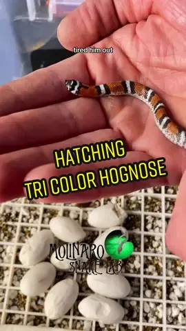 🐍 I’m on the road home from VidCon, the San Diego Zoo, and more! I’ll work on a short video about the trip and get it posted soon. Until then, enjoy this look back at wjen we hatched our tri color hognose!🧪  👉🏼 Check Out My New Children’s Book! “What’s In Dr. Serpenstine’s Lab?” Follow the links in my bio!  👉🏼 Want a personal video from me? I’m now on Cameo! Follow the links in my Bio!  👉🏼 Shop: www.molinarosnakelab.com  👉🏼 I will be at Animal Con USA this September! Don’t pay full price! Use promocode MOLINARO10 to save $10 on your tickets!! See you there! www.animalconusa.com @AnimalCon.USA  #molinarosnakelab #snakes #animalconusa #vidcon #whatsindrserpenstineslab #fyp #childrensbook #ballpython #royalpython #pythonregius #python #pison #pyton #pitone #sawa #witchy #snakebreeder #snakekeeper #snakeman #snakeguy #viral #pets #petsnakes #snakepets #author #worldfamous #animalplanet #serpents #DIY #royalpythonbreeding #ballpythonbreeding #elpaso This Channel is being represented by LADBible Group. To use or license this video please email licensing@ladbiblegroup.com